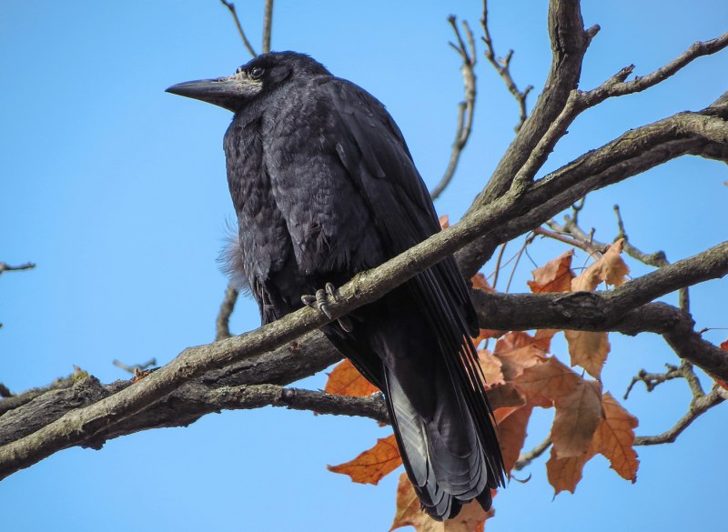 Грач (Corvus frugilegus)