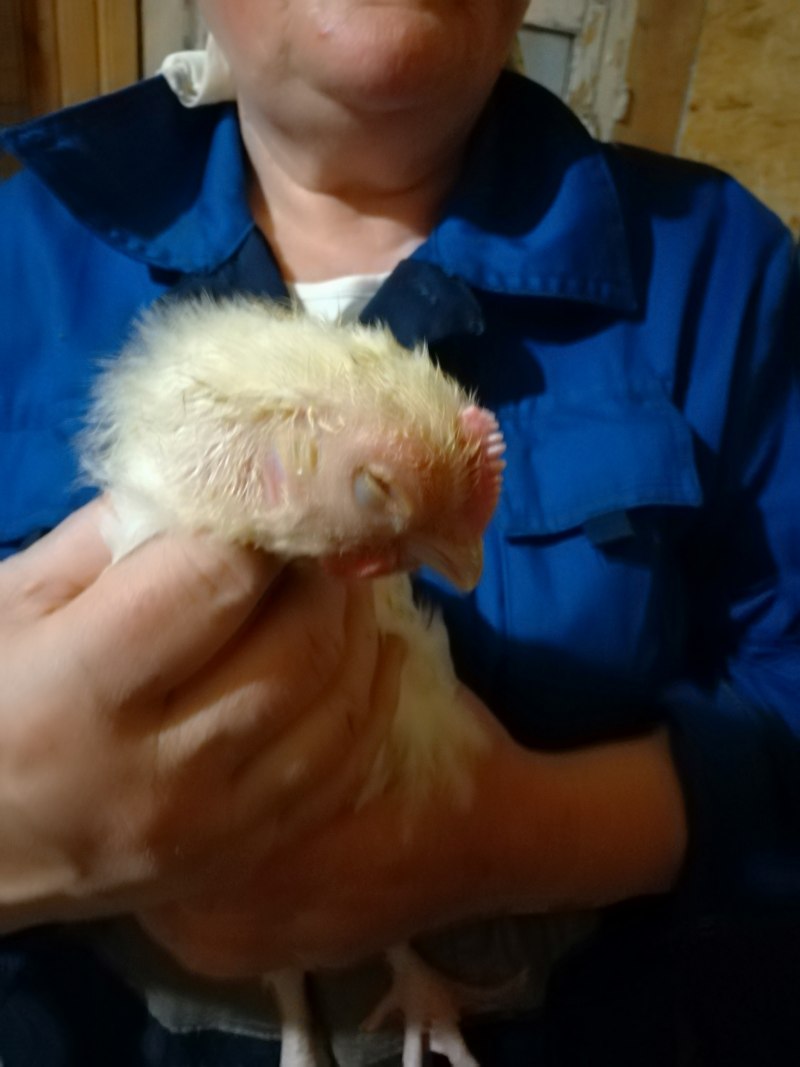 Птичьи лапы