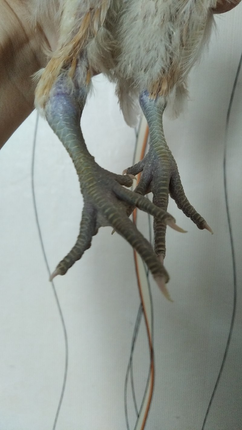 Курья