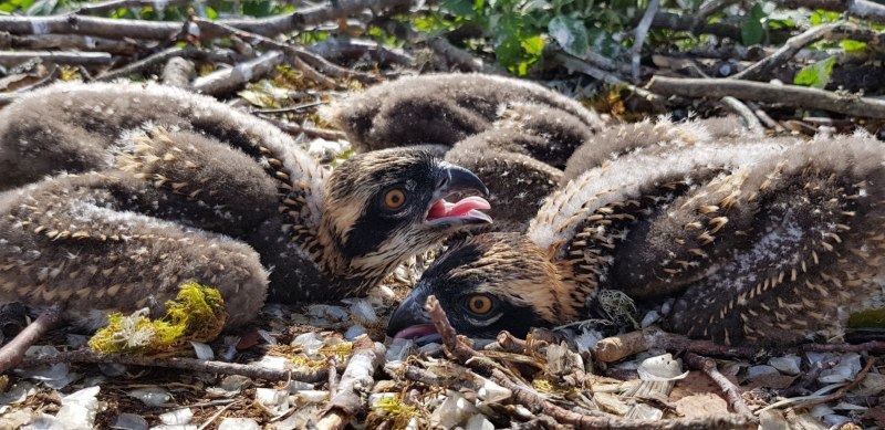 Неустанно куковала в Бору Кукушка цапля вымахнула из сухих старых