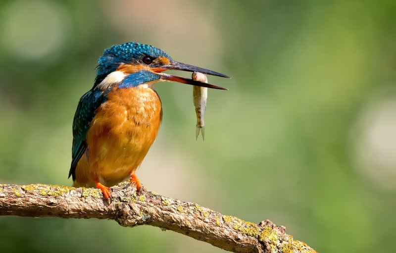 Обыкновенный Зиморо́док ( Alcedo Atthis)