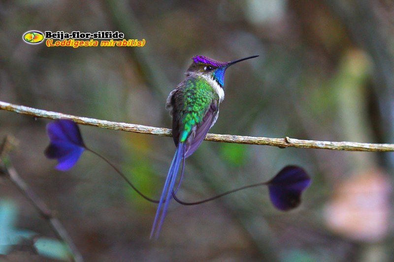 Обыкновенная горихвостка (Phoenicurus Phoenicurus)