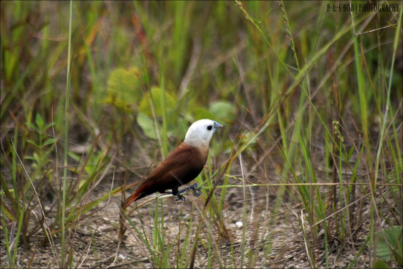 Long-tailed Jaeger