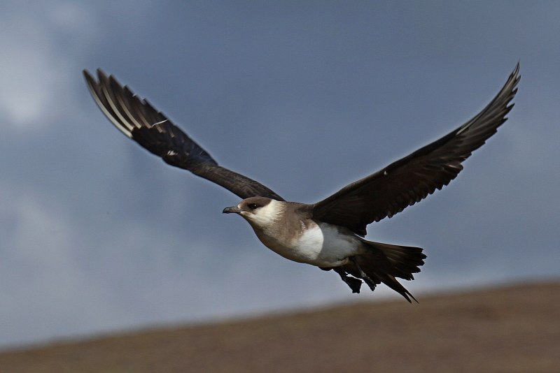 Короткохвостый поморник (Stercorarius parasiticus)