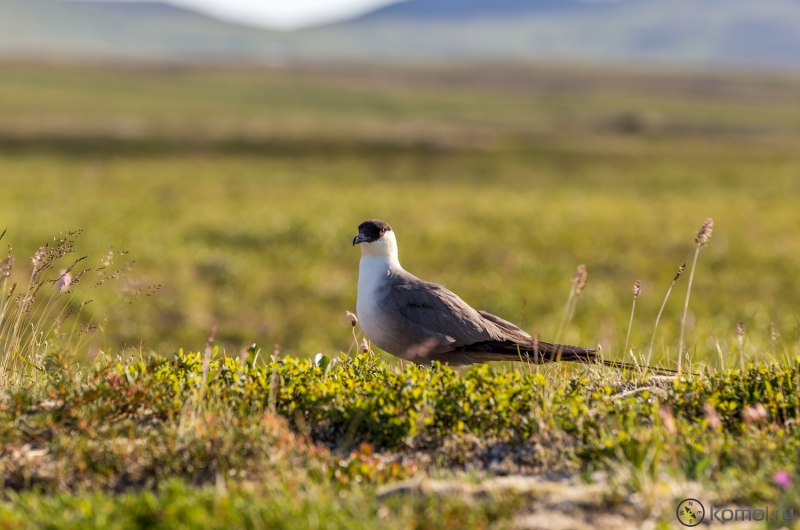 Поморник длиннохвостый (Stercorarius longicaudus)