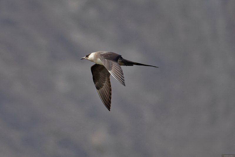 Поморник длиннохвостый (Stercorarius longicaudus)