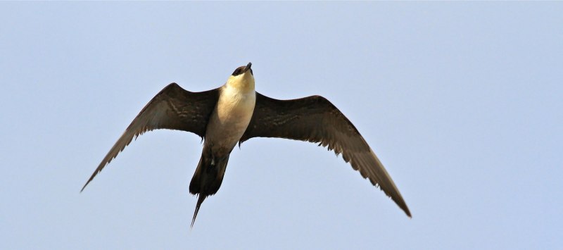 Jaeger Bird