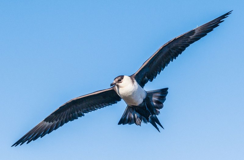 Jaeger Bird