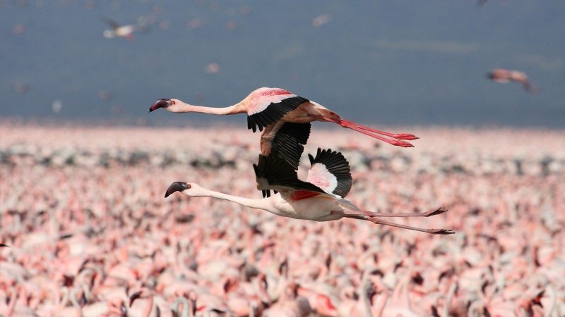 Летящий фламинго (60 фото)