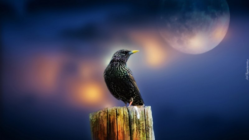 Козодой (Caprimulgus europaeus)