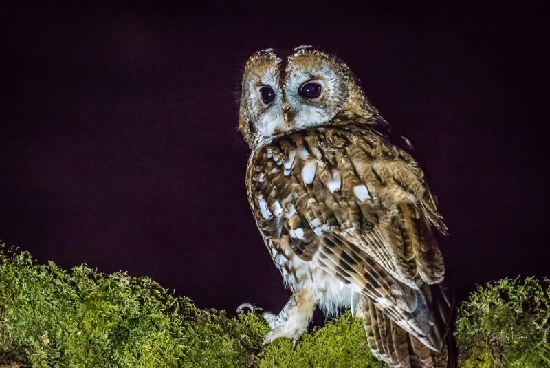 Strix aluco sylvatica