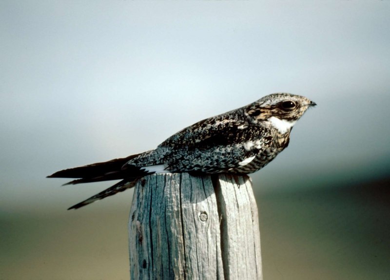 Козодой Nightjar