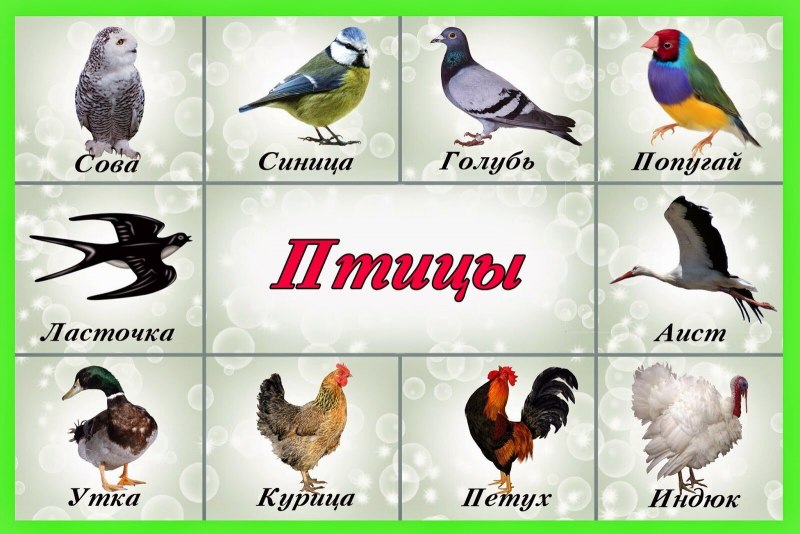 Обучающие карточки "птицы"