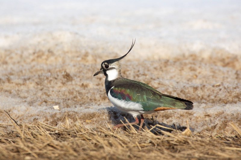 Чибис Vanellus Vanellus