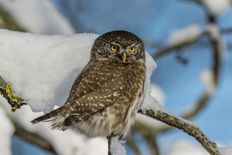 Glaucidium passerinum
