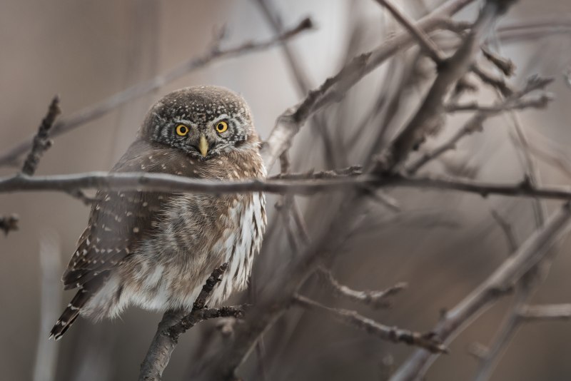 Воробьиный Сыч (Glaucidium passerinum l.),
