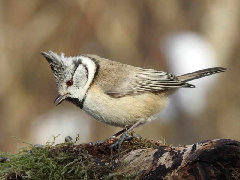 Синица хохлатая гренадёрка Parus cristatus