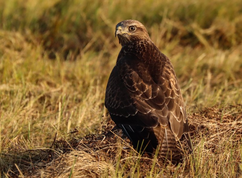 Parabuteo unicinctus