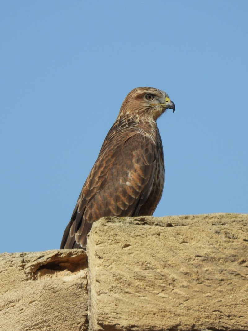 Королевский канюк