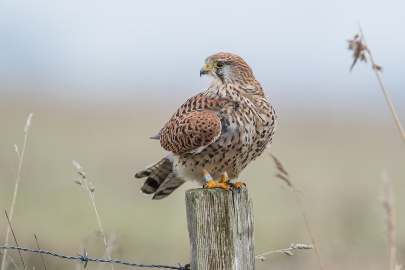 Buteo regalis
