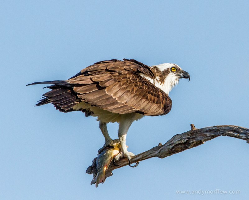 Buzzard foto