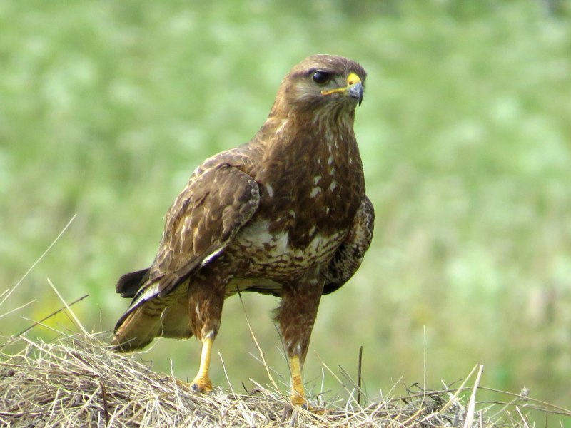 Parabuteo unicinctus