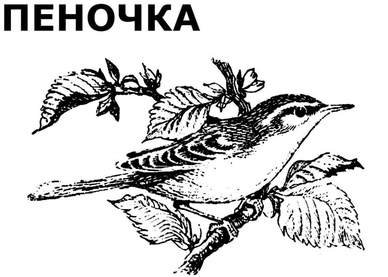Дятел раскраска