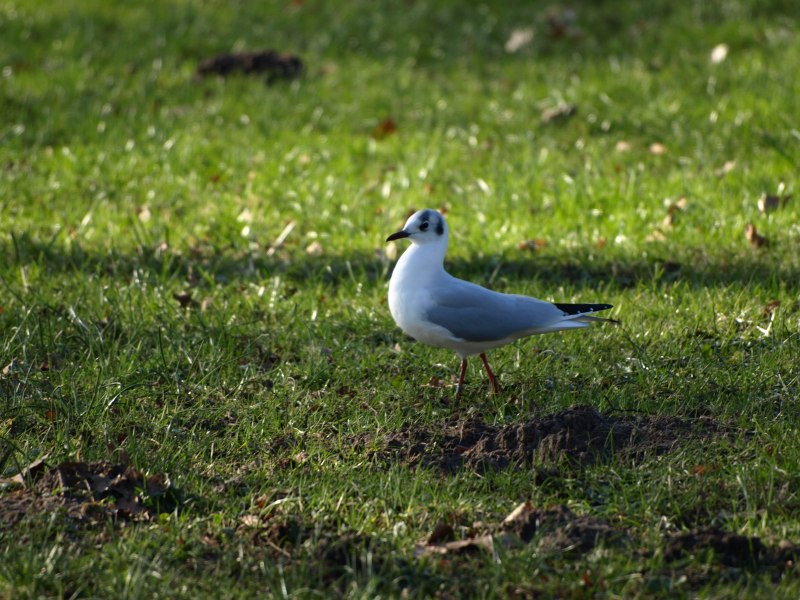 The Birds of the Air