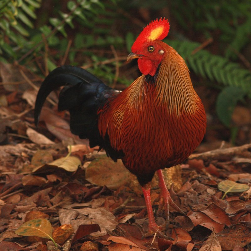 Gallus Gallus spadiceus