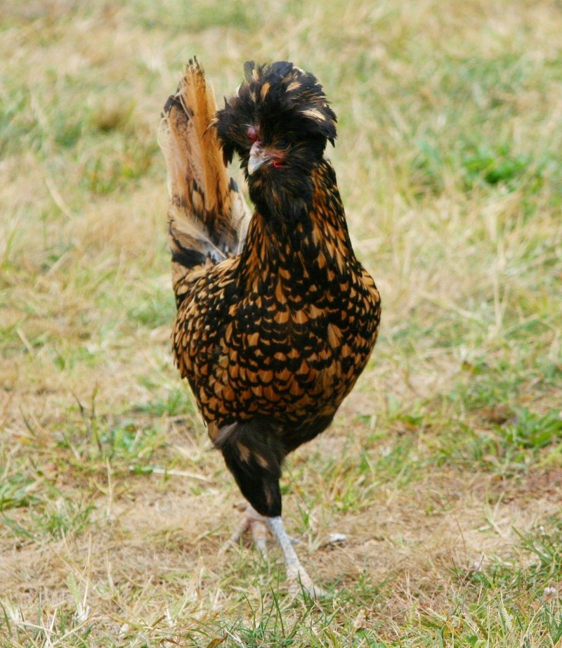 Gallus Gandja