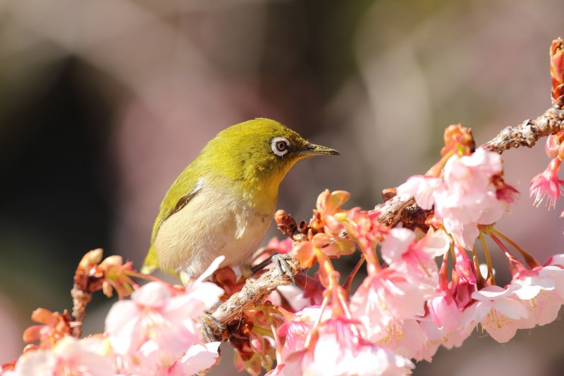 Буробокая белоглазка (Zosterops erythropleurus)