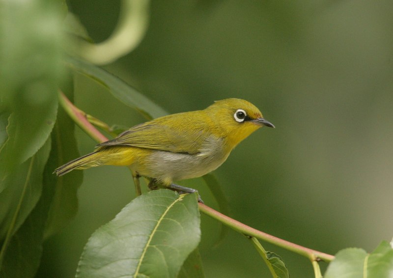 Птица Zosterops japonica