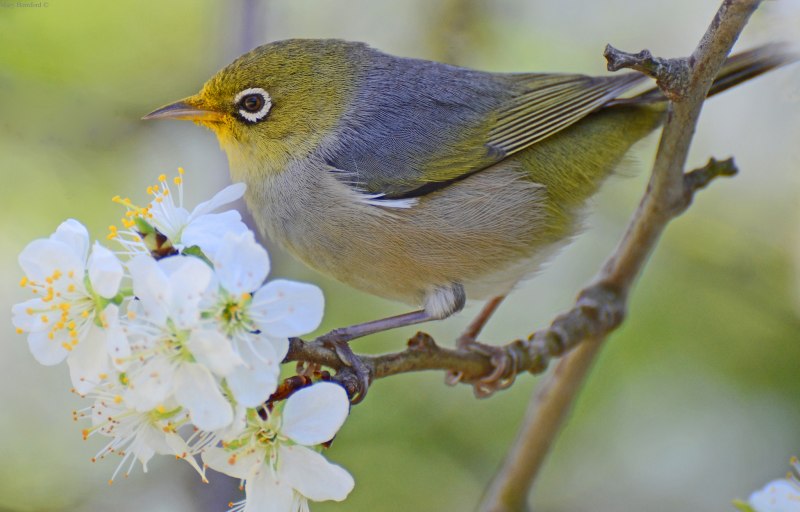 Птица Zosterops japonica