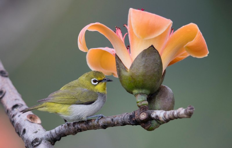 Птица Zosterops japonica