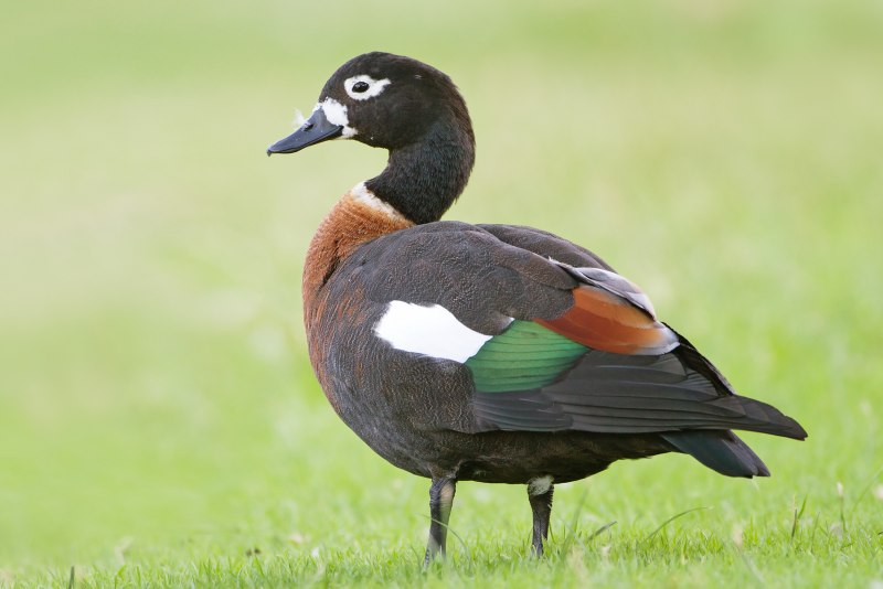 The common Shelduck (Tadorna Tadorna)