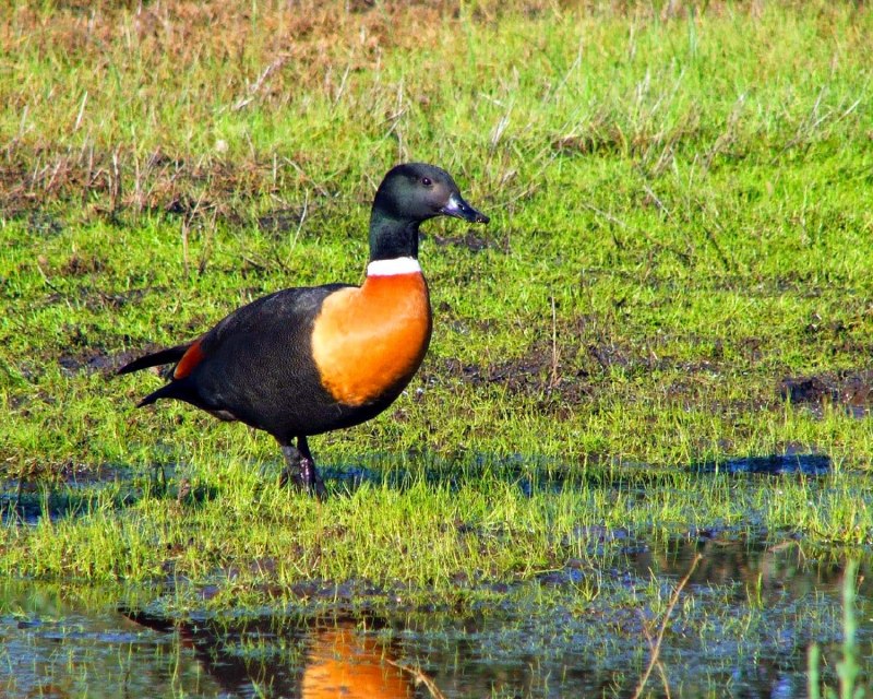 Duck Lake