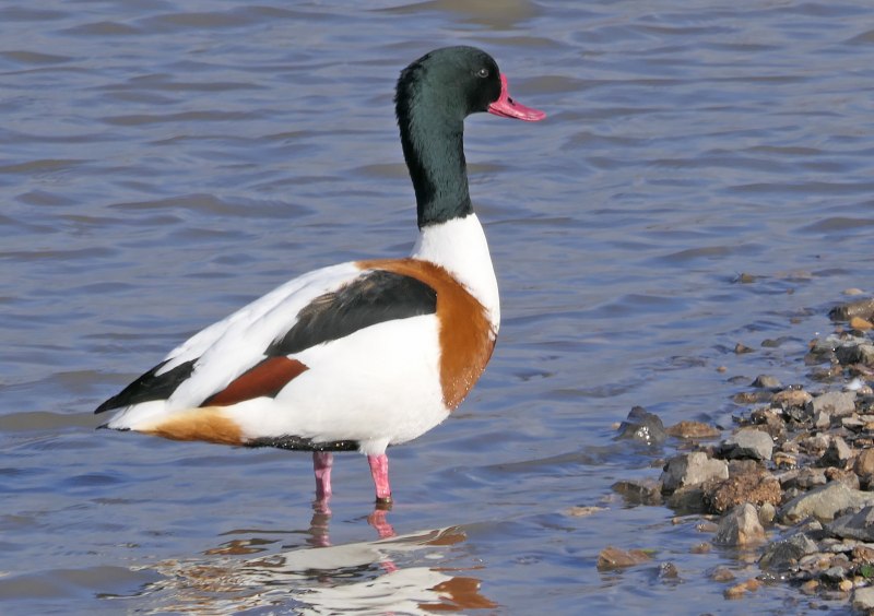 Tadorna Tadorna × Anas platyrhynchos