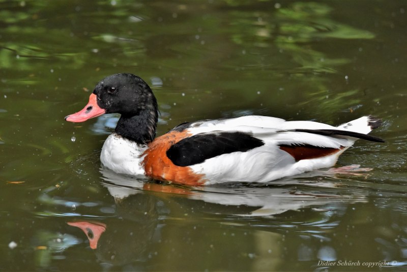Australian Shelduck
