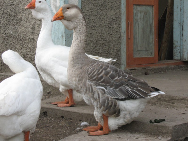 Гуси королевской породы