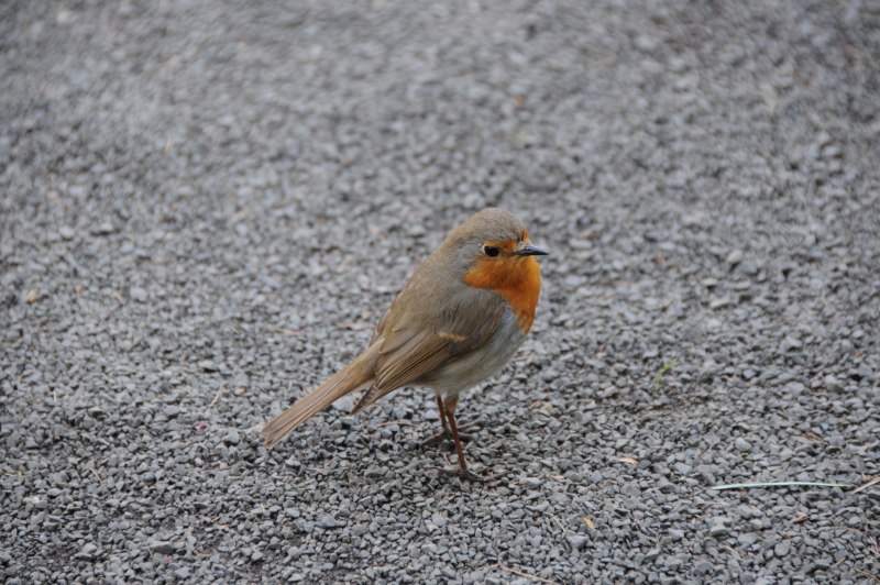 Emberiza citrinella