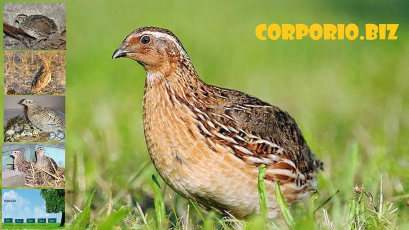 Перепел Coturnix Coturnix