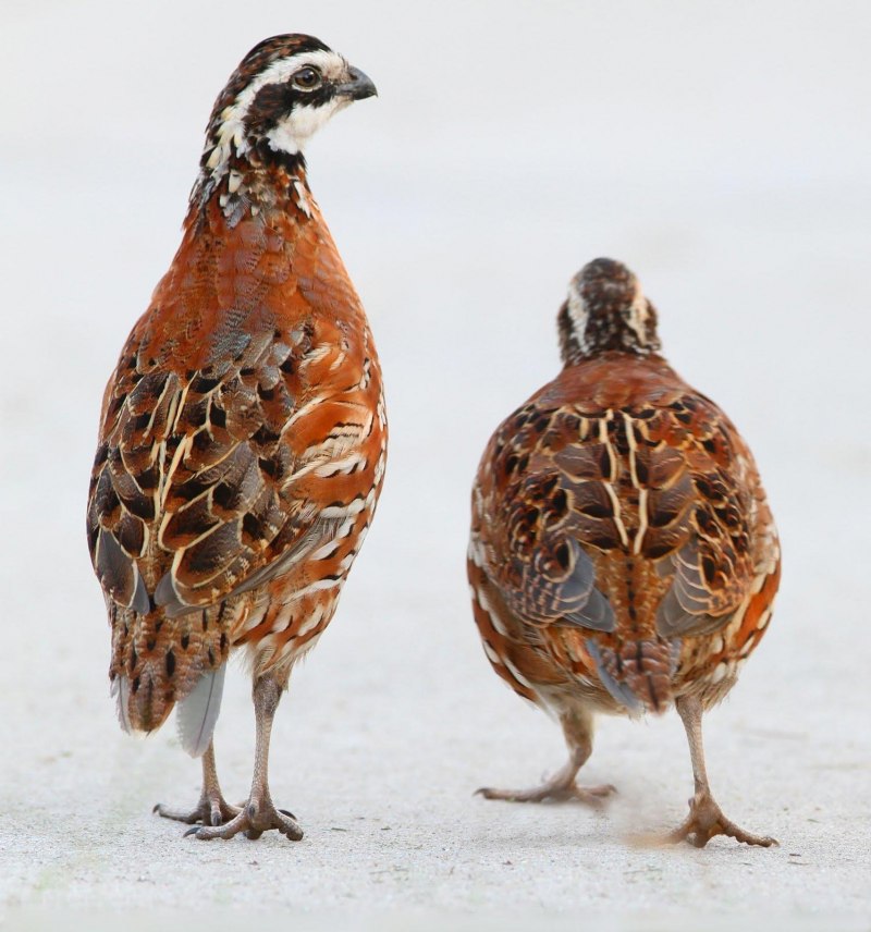 Jungle Bush Quail