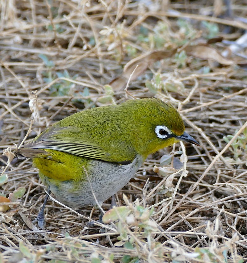 Птица Zosterops japonica