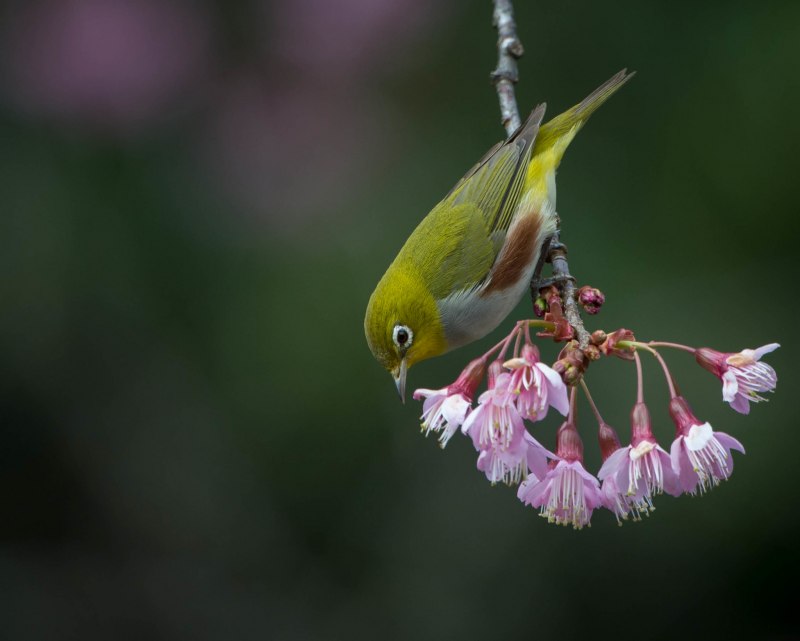 Черноголовая белоглазка (speirops melanocephala)