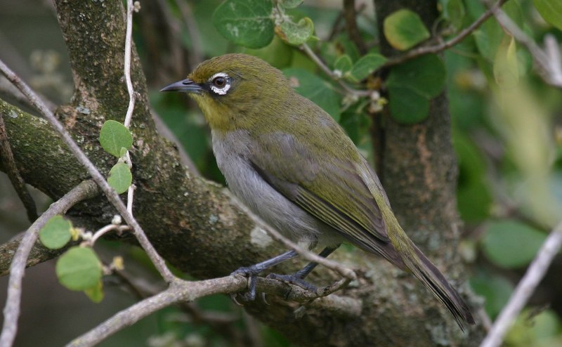 Японская белоглазка Zosterops japonicus