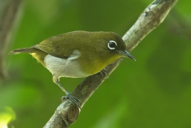Черноголовая белоглазка (speirops melanocephala)