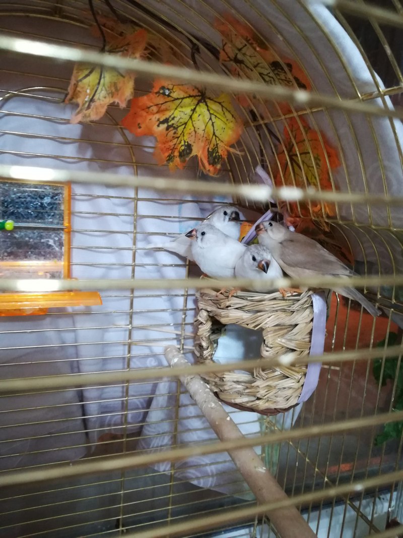 Амадины зебровые пингвины