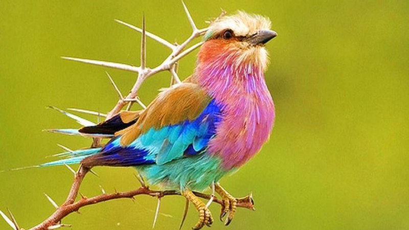 Сиреневогрудая сизоворонка Lilac breasted Roller