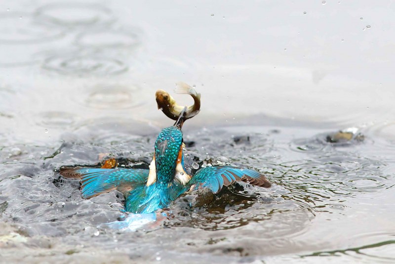 Птица ныряет в воду
