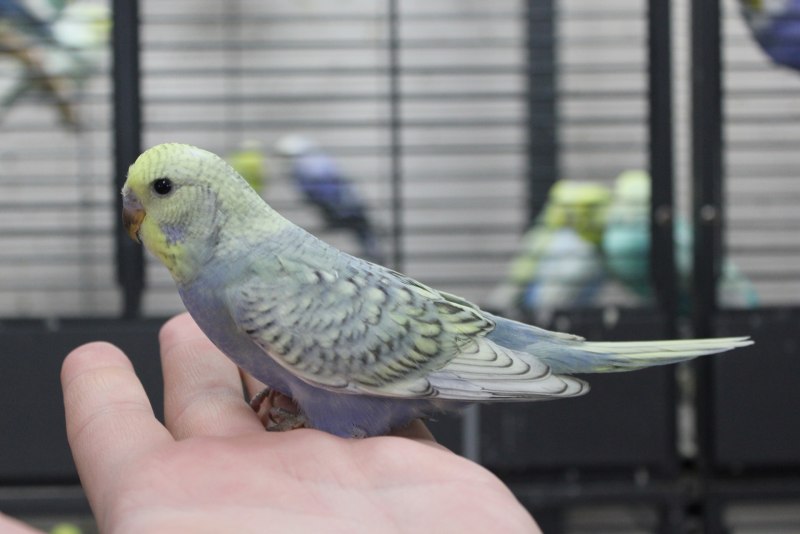 Попугайчик волнистый (Melopsittacus undulatus)